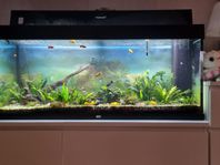 240 liters juwel akvarium + fisk