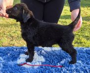 skk reggade flatcoated retriever 