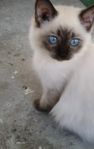 Ragdoll kattungar/Siames kattmamma 