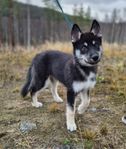 Siberian Husky valp