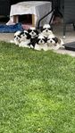 Shih tzu valpar