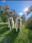 Samojed omplacering