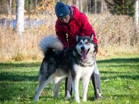 Hund Alaskan malamute - Pilot is looking for a new home 