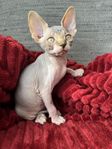 sphynx kattunge med stamtavla 