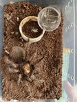 Tarantulas looking for home