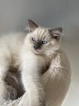 Kattungarnas Ragdoll 