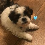 Shihtzu/LhasaApso tik valpar