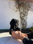 Shoodle (Shih Poo)