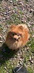 Fin Pomeranian Hane 