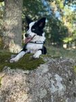 Bordercollie / australien shepherd unghund fodervärd