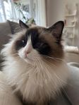 hankatt ragdoll/birma