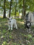 Jämtgetter och genbanksregistrerad bock