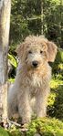 Labradoodle F1b