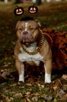 American Bully standard hane