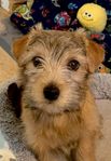 Norfolkterrier valp