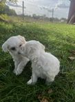 maltipoo valpar