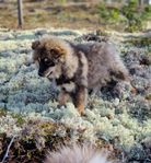 Finsk Lapphund Valp