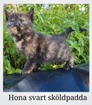 Söta kattungar 