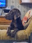 weimaraner/Bracco italiano korsning