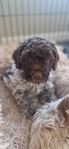 Lagotto Romagnolo SKK