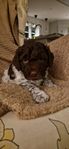 Lagotto Romagnolo SKK