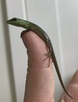 Smaragdskink - Emerald tree skink