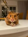 Guldhamster hona,  10 månader 