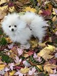 Fluffig pomeranian med stamtavla 