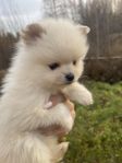 Pomeranian valp, en kille kvar!