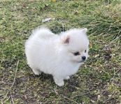 Pomeranian valpar