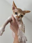 Devon rex kattunge