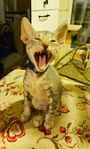 Cornish Rex, kattungar