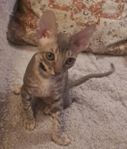 Cornish Rex, kattungar