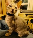 Cornish Rex, kattungar