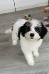 Bernedoodle Micro/ Tiny