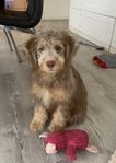 Bernedoodle Tiny/ Mini tik 3,5 mån