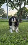 Cavalier King Charles Spaniel Tik