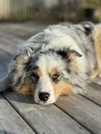 Australian Shepherd (planerad kull) 