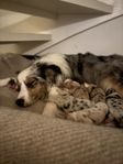 Australian Shepherd Valpar 