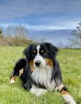 Miniature american Shepherd hane till avel