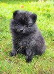 Minimala Mintzi Pomeranian/Mittelspitz tikvalp 