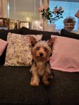 Yorkshireterrier Valpar 