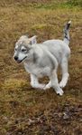 Siberian Husky puppy