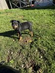 Rottweiler tikar söker nytt hem 