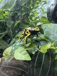 Pilgift Leucomelas Dendrobates