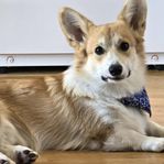 Welsh Corgi Pembroke SKK