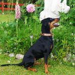 Pinscher* Tik 5 1/2 år