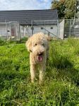 Goldendoodle