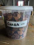 Chaga - nyskördad