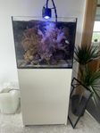 Saltvattensakvarium